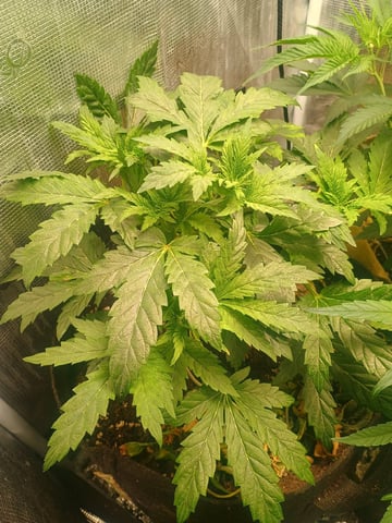 Brainstorm X Murder Biscuits — vegetative, day 36