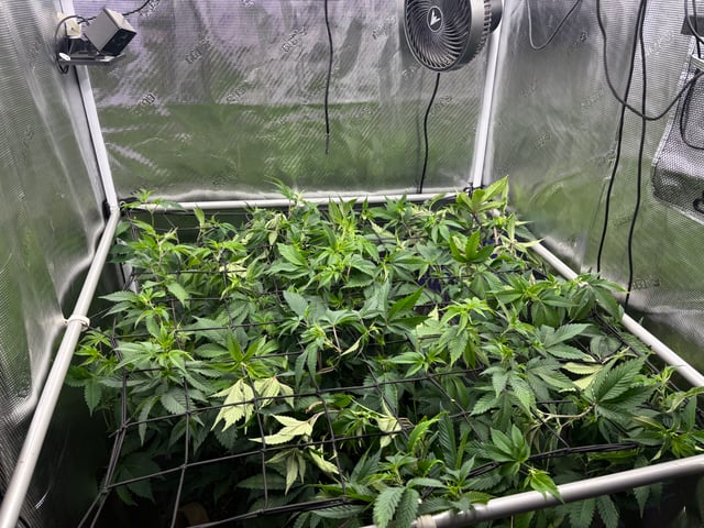 grow 4 — flower, day 54