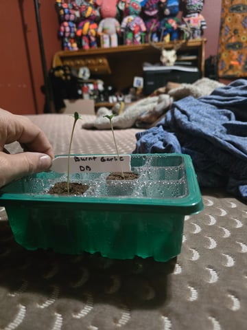 Dream beans burnt garlic — seedling_rooting, day 5