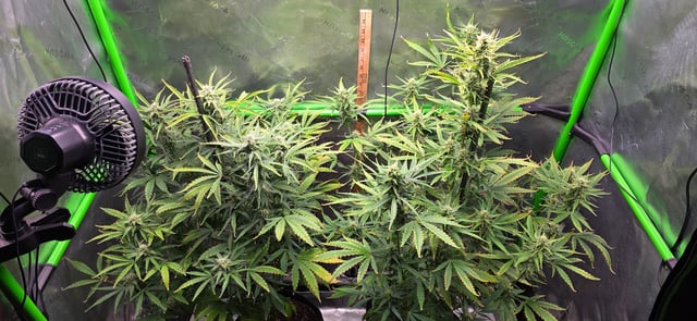 Fall '25 Indoor 2x4 — vegetative, day 62