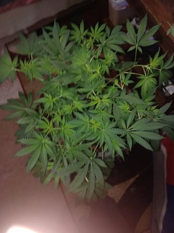 Poor Ivory — vegetative, day 77