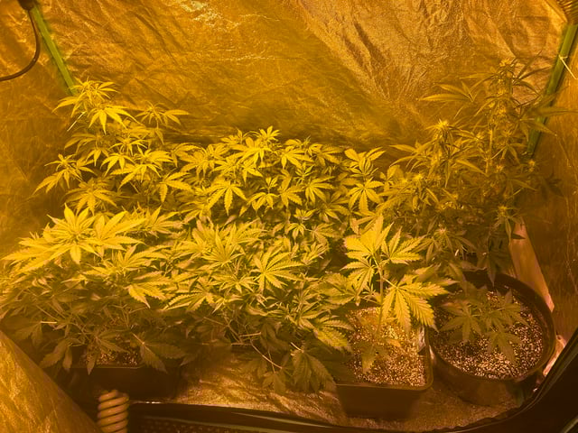 Northern Lights Auto x 4