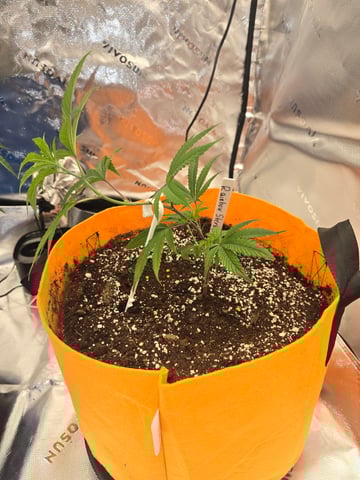 MOTHER ROOM — vegetative, day 5