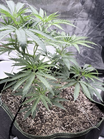 New LADIEZZ — vegetative, day 45