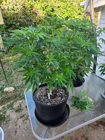 Banana Kush / Durban Poison / C99-Riddle OG — flower, day 43