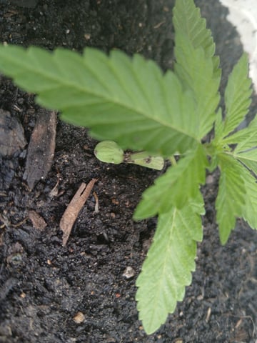 Vegetative  — vegetative, day 17