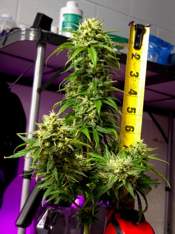 Homegrown - 🍒 🥧 & GSC Auto, 🚀 Seeds 🍌 Buttercups  — flower, day 60