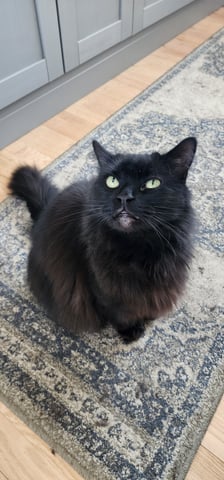 Critical Purple Autoflower — harvest, day 166