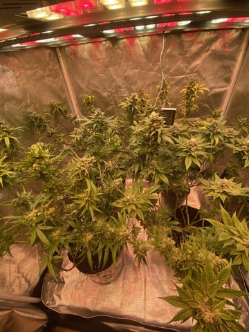 75x60  x 4 Gens — flower, day 72