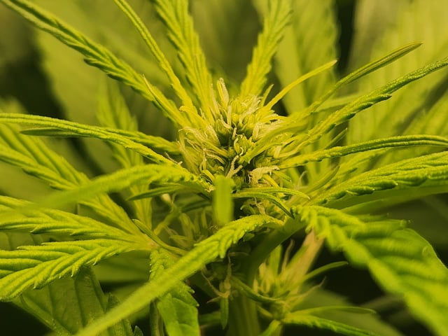 Sour Diesel — flower, day 2