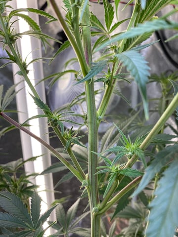 widows’ mimosa f1 — flower, day 70