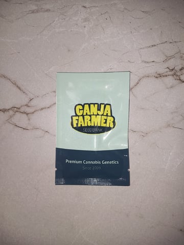 10x Critical Feminisiert from Ganjafarmerseeds  — none, day 101
