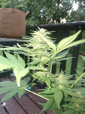 First Indoor Grow  — flower, day 86