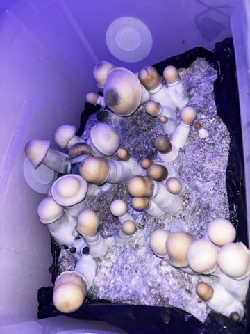 First magic mushroom grow — flower, day 72
