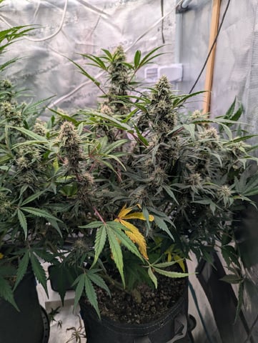 Trizzler  — flower, day 59