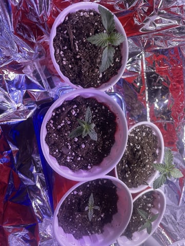 Banana Blaze  — vegetative, day 17