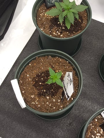 Dirty Bird - Thousand Island Fem & Platinum Kush Breath Remix x Grape Cakehead Fem Photo  — seedling_rooting, day 6