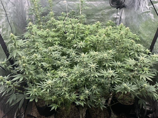 7 Strains 14 Plants  — flower, day 109