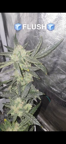 high octane x holy grail  — auto, day 40