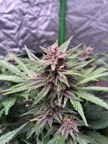 Banana Purple Punch Auto — flower, day 57