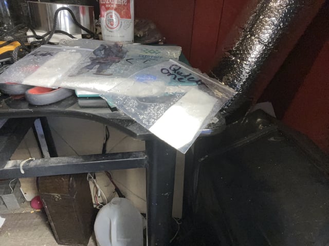 Auto variety  — germination, day 1