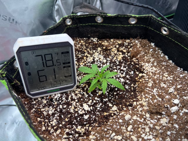 Auto flower Plant 1 of 2nd grow  — seedling_rooting, day 1