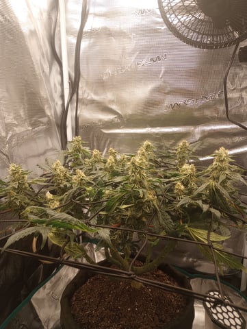 Wizard Punch first grow  — flower, day 92