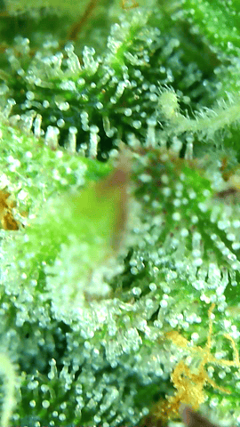 First Legal Grow — flower, day 133