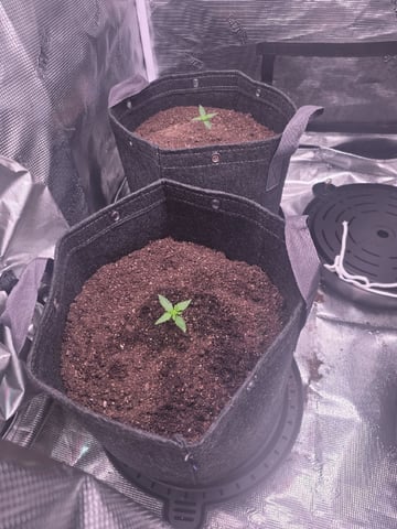 Blue Dream Feminized  — seedling_rooting, day 22