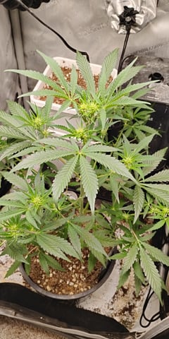 two clones and sour diesel  — flower, day 14