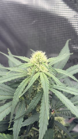 Papaya Cookies Autos  — auto, day 6