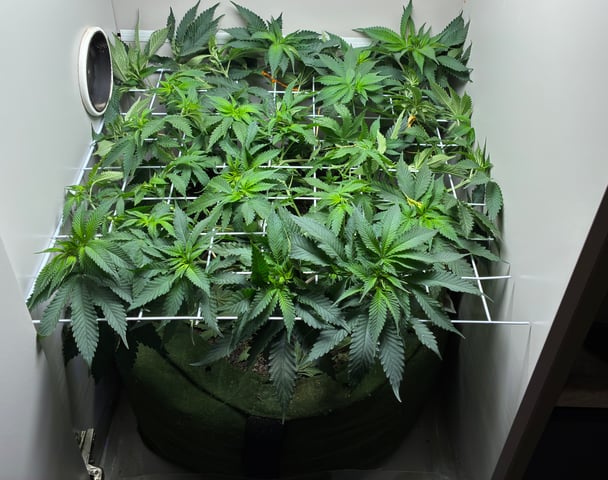 Armário — flower, day 5