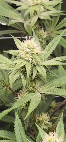 First clones (Dr nefario)  — flower, day 52