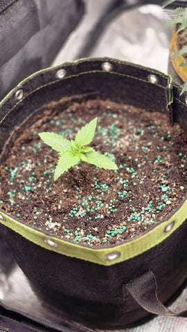 Blueberry Swirl — vegetative, day 8