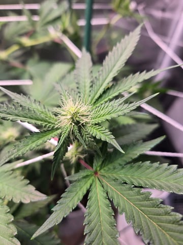 Looking for advice! — flower, day 63