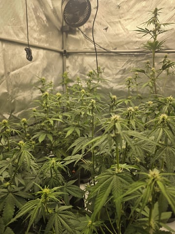 2nd Grow Lemon Cherry Cookies — flower, day 40