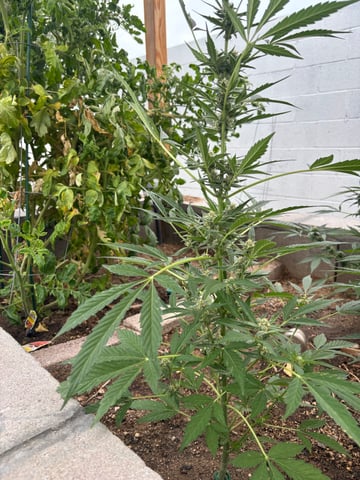 new seeds grow #2 — flower, day 66