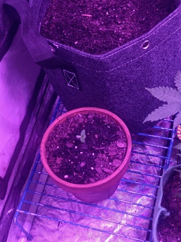 OG Kush Photoperiod  — germination, day 9