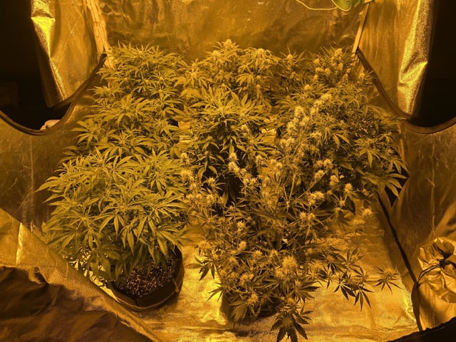 Autos AGAIN — flower, day 53