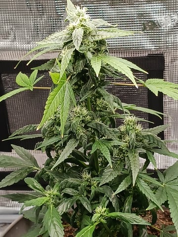 4th grow  — germination, day 14