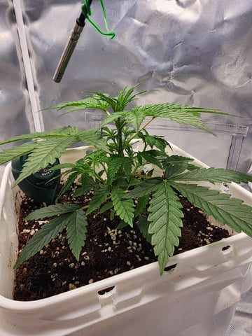Original Northern Lights — vegetative, day 31