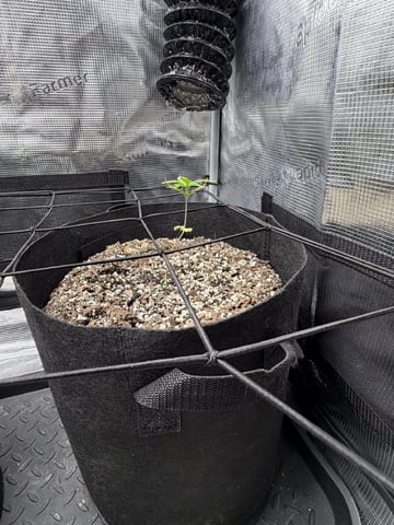 Gorilla Cookies — 1st Grow — vegetative, day 40