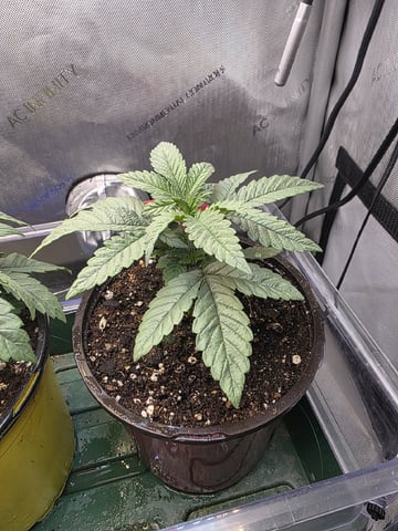 Granny Candy and PLCG — vegetative, day 27