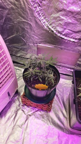 first grow adventure  — flower, day 52