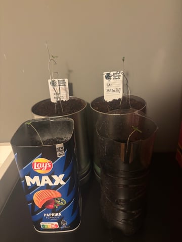 banana x Pink runtz — seedling_rooting, day 7