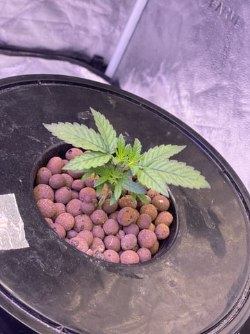 1st Ever Grow (Fat Bastard)(RDWC)  — vegetative, day 33