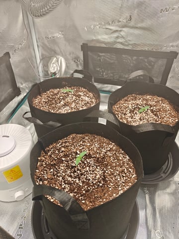 Best Autoflowers  — grow_setup, day 1