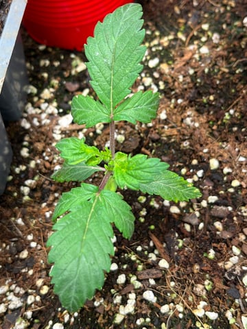 Lavender and Anesthesia Auto — vegetative, day 43