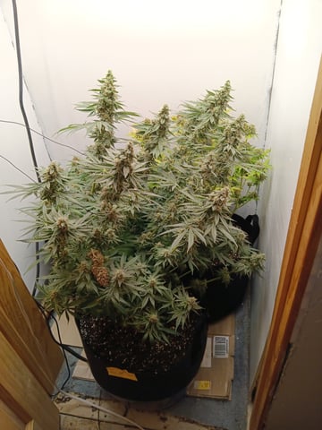 Indoor Closet Grow — flower, day 99
