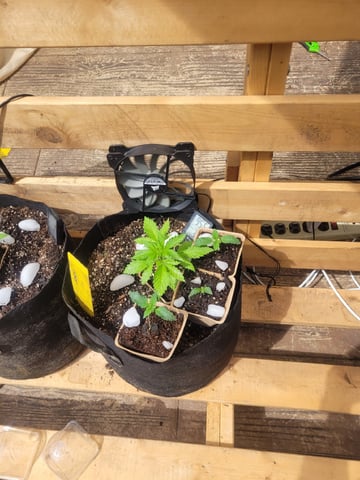 Clones And Hermie Seeds — vegetative, day 28